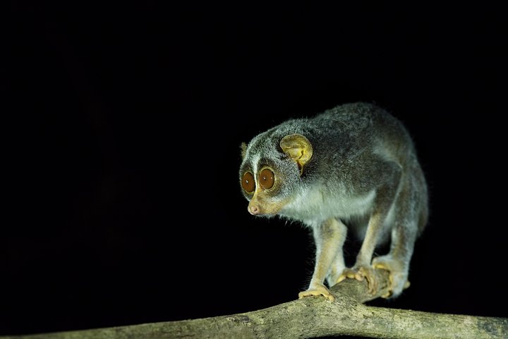 Night Hike to see Elusive & Rare Loris in Sigiriya