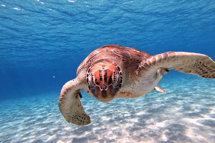 Unforgettable Sea Turtle Swim & Grote Knip Beach Escape