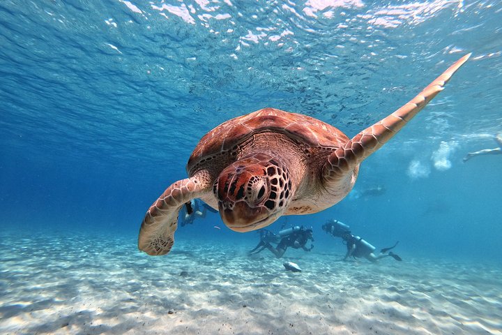 Unforgettable Sea Turtle Swim & Grote Knip Beach Escape