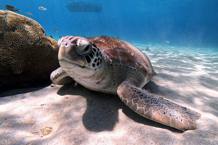 Unforgettable Sea Turtle Swim & Grote Knip Beach Escape