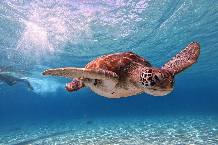 Unforgettable Sea Turtle Swim & Grote Knip Beach Escape