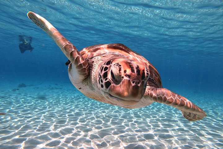 Best Highlight Island Tour - Perfect Day Tour. Small group Tour