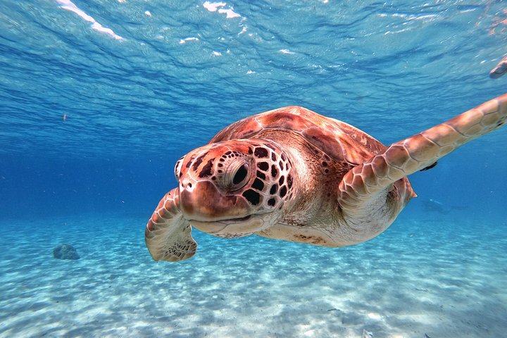 Best Highlight Island Tour - Perfect Day Tour. Small group Tour