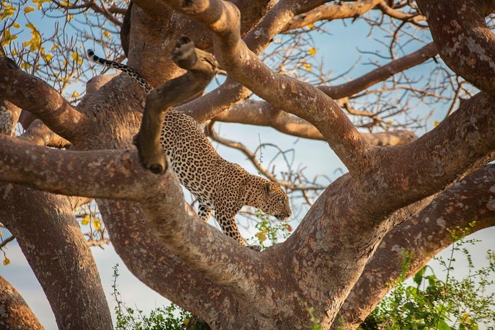 Safari Tour; Nairobi National Park
