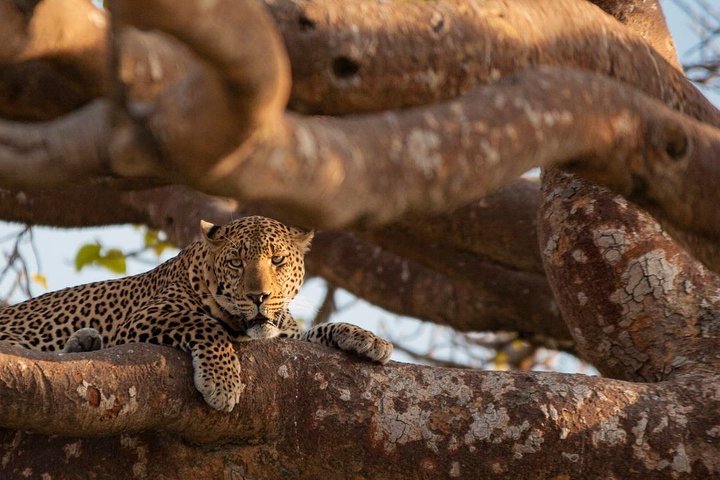 Safari Tour; Nairobi National Park