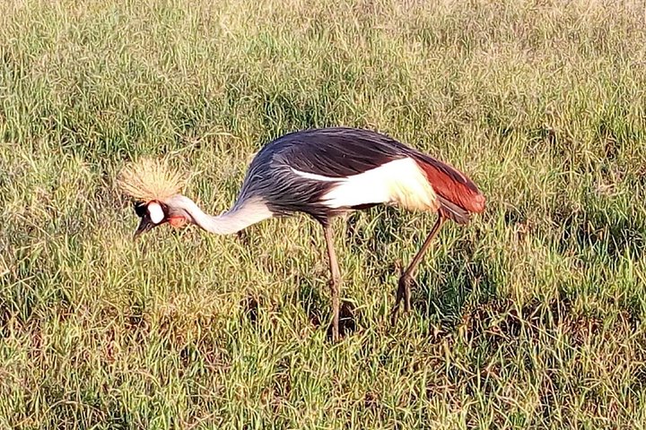 Safari Tour; Nairobi National Park