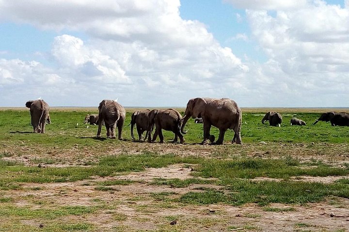 Safari Tour; Nairobi National Park