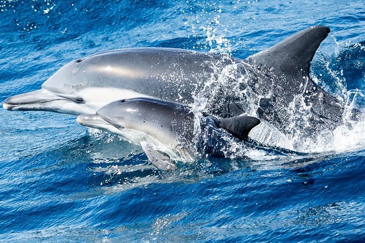 Newport Beach Whale and Dolphin Watching Cruise