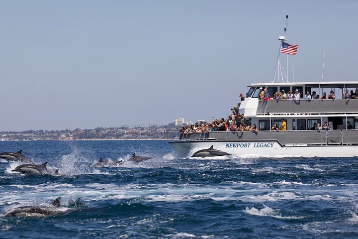 Newport Beach Whale and Dolphin Watching Cruise