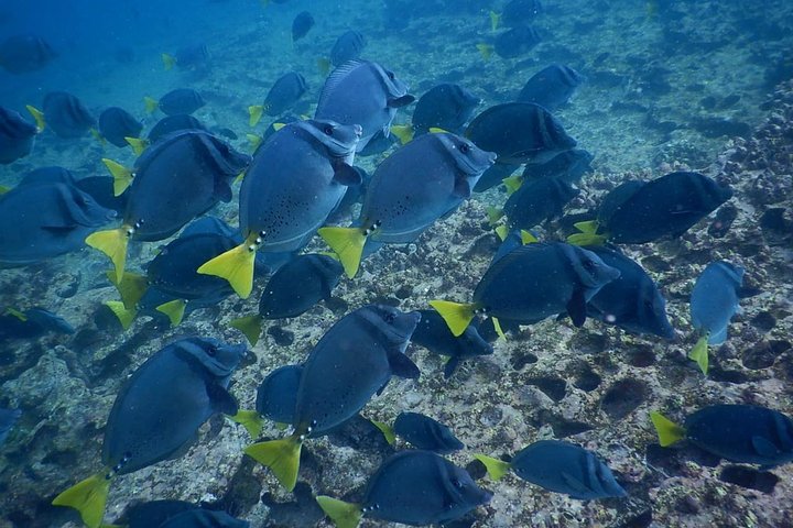 Los Túneles Snorkeling Tour from Isabela Island