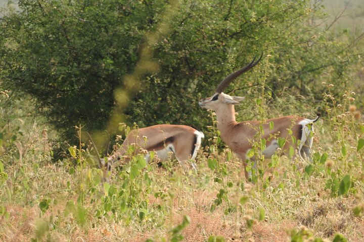 Trekking - Nechisar National Park (5 days)
