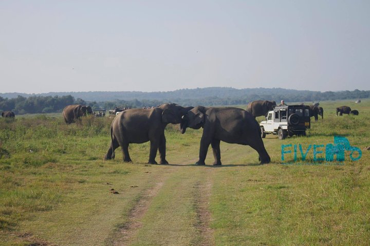 Private Jeep Safari at Minneriya National Park