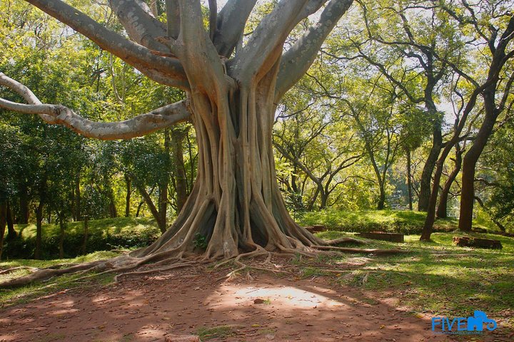 Private Jeep Safari at Minneriya National Park