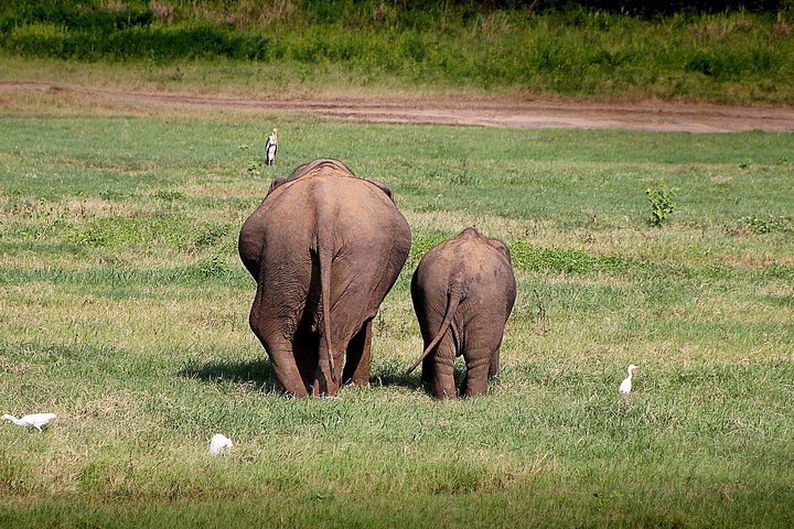Private Jeep Safari at Minneriya National Park