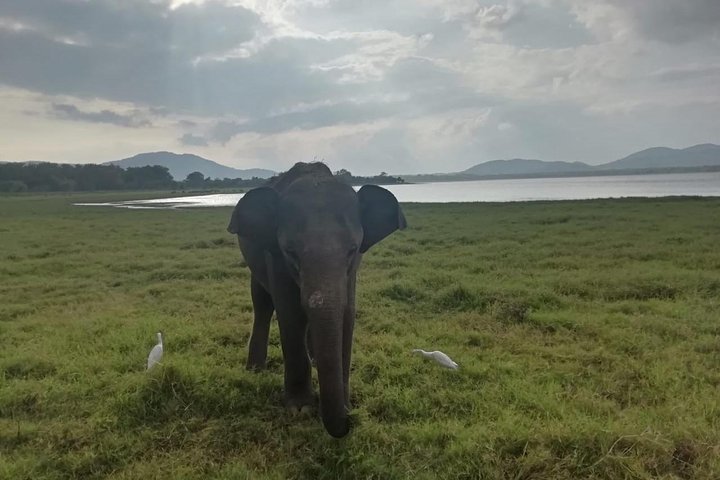 Private Jeep Safari at Minneriya National Park
