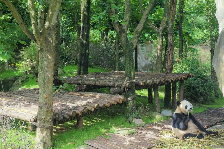 Dujiangyan Panda Base: 2 hours Panda Valley visit