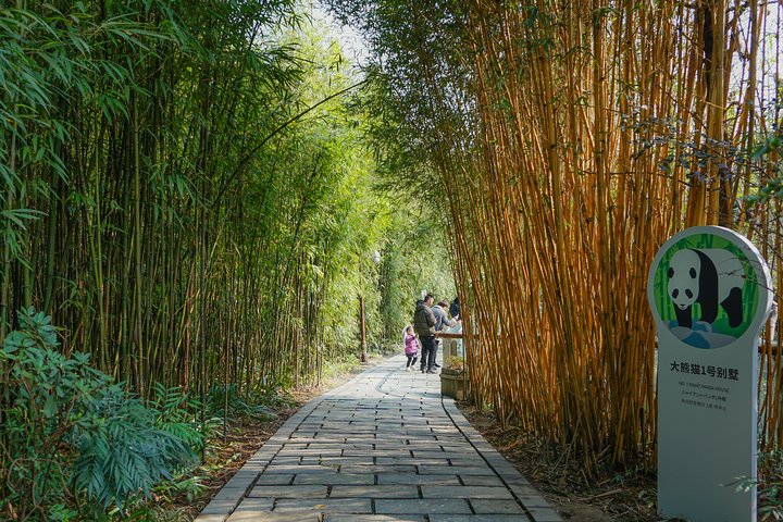 Dujiangyan Panda Base: 2 hours Panda Valley visit