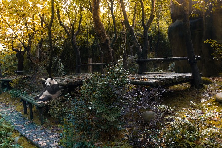 Dujiangyan Panda Base: 2 hours Panda Valley visit