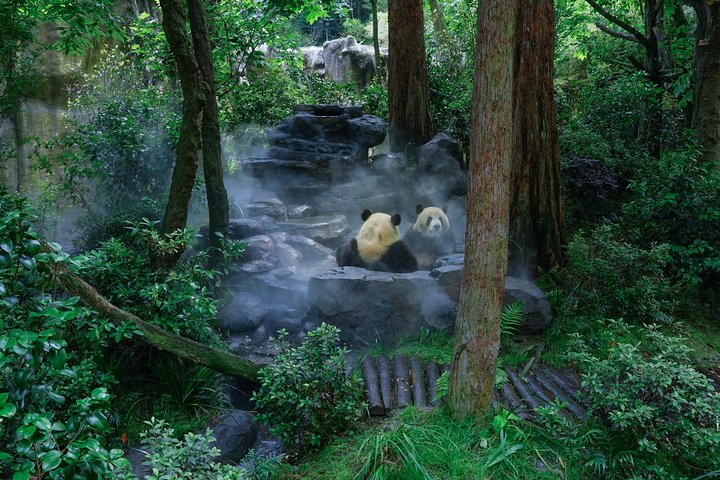 Dujiangyan Panda Base: 2 hours Panda Valley visit
