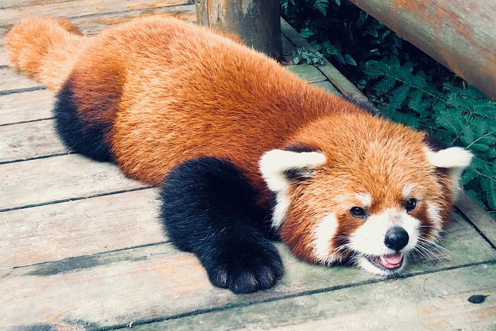 Dujiangyan Panda Base: 2 hours Panda Valley visit