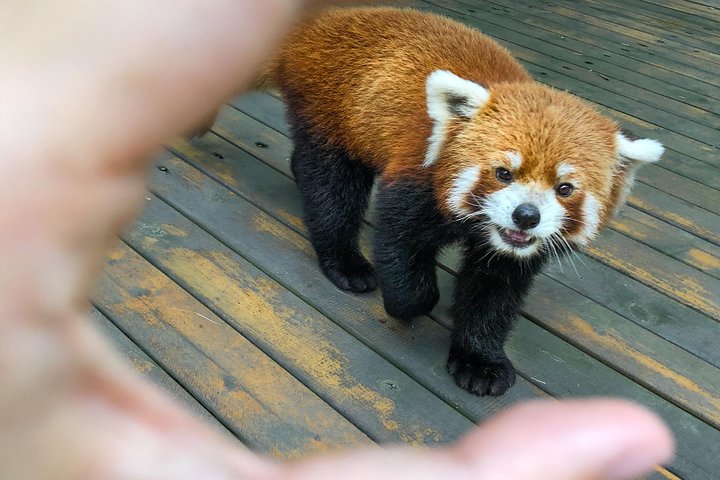Dujiangyan Panda Base: 2 hours Panda Valley visit