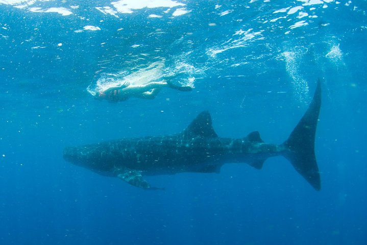 Whale Sharks Small-Group Tour in Cancun and Riviera Maya