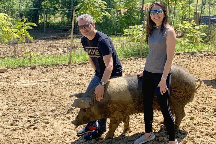 Visit to the Cinta Senese farm in Montepulciano
