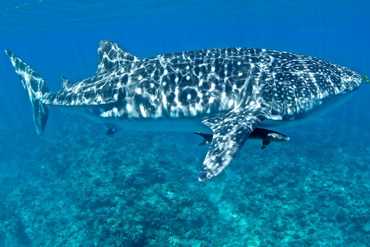 Swim with Whale Sharks in the Ningaloo Reef: 3 Island Shark Dive