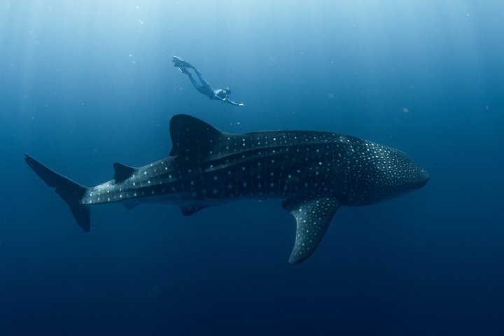 Swim with Whale Sharks in the Ningaloo Reef: 3 Island Shark Dive