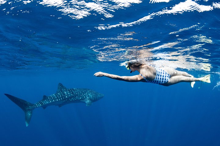 Swim with Whale Sharks in the Ningaloo Reef: 3 Island Shark Dive