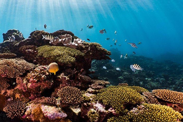 Swim with Whale Sharks in the Ningaloo Reef: 3 Island Shark Dive