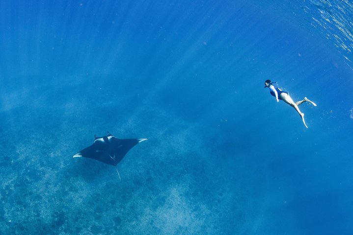 Swim with Whale Sharks in the Ningaloo Reef: 3 Island Shark Dive