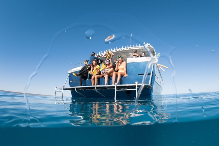 Swim with Whale Sharks in the Ningaloo Reef: 3 Island Shark Dive