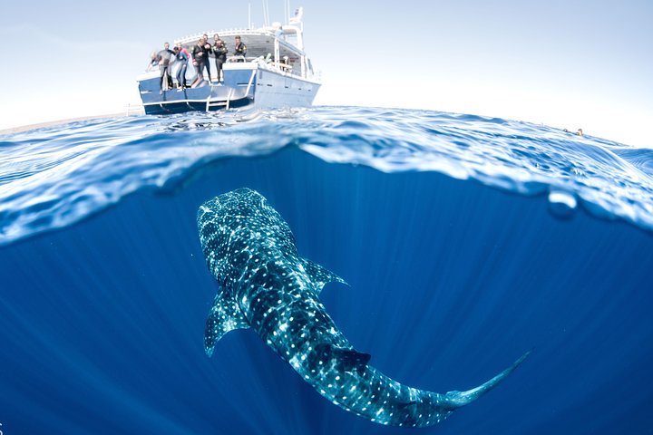 Swim with Whale Sharks in the Ningaloo Reef: 3 Island Shark Dive