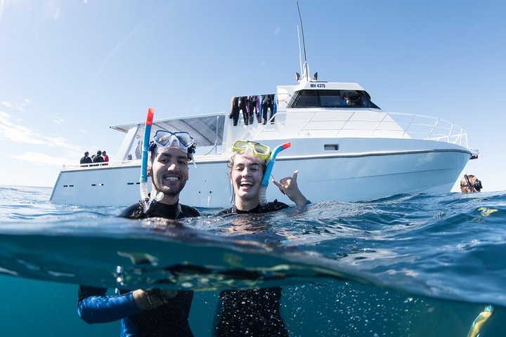 Swim with Whale Sharks in the Ningaloo Reef: 3 Island Shark Dive