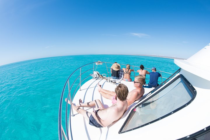 Swim with Whale Sharks in the Ningaloo Reef: 3 Island Shark Dive