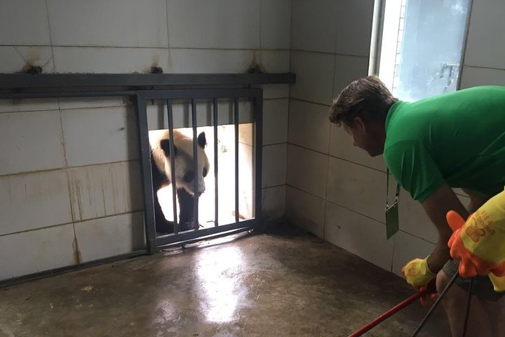 Private Half-Day Chengdu Panda Breeding Center Tour with Optional Volunteer
