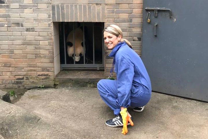 Private Half-Day Chengdu Panda Breeding Center Tour with Optional Volunteer