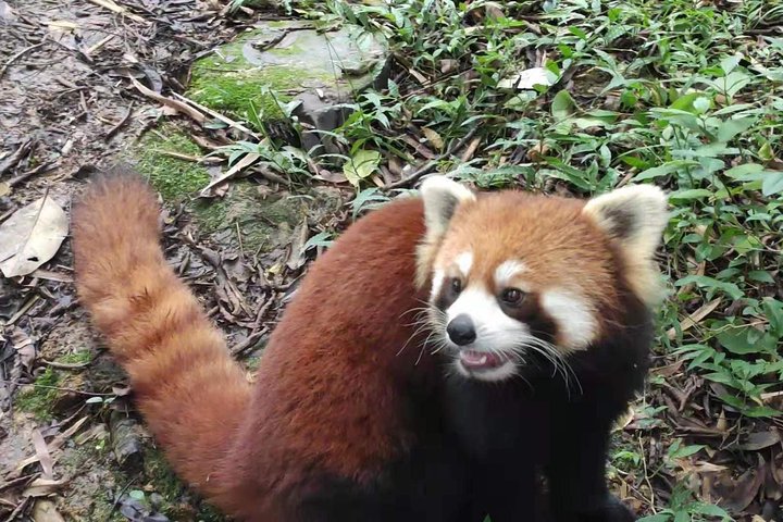 Private Half-Day Chengdu Panda Breeding Center Tour with Optional Volunteer
