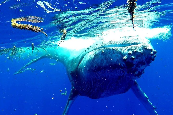 Humpback Whale Tour off Moorea