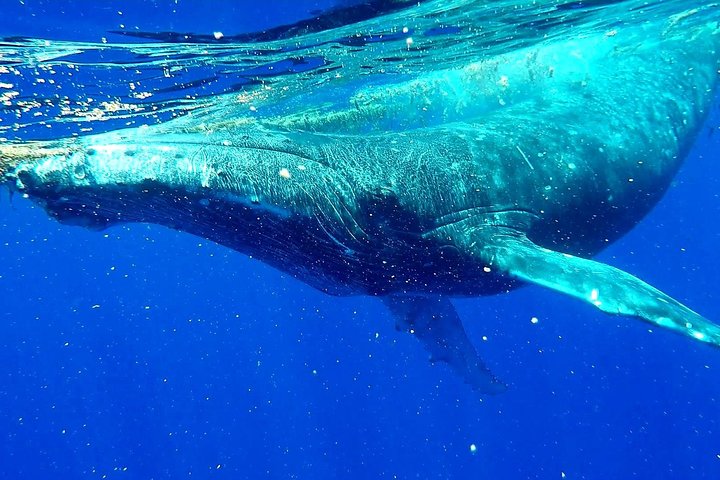 Humpback Whale Tour off Moorea