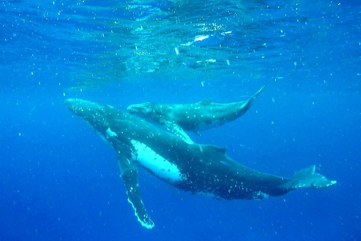 Humpback Whale Tour off Moorea