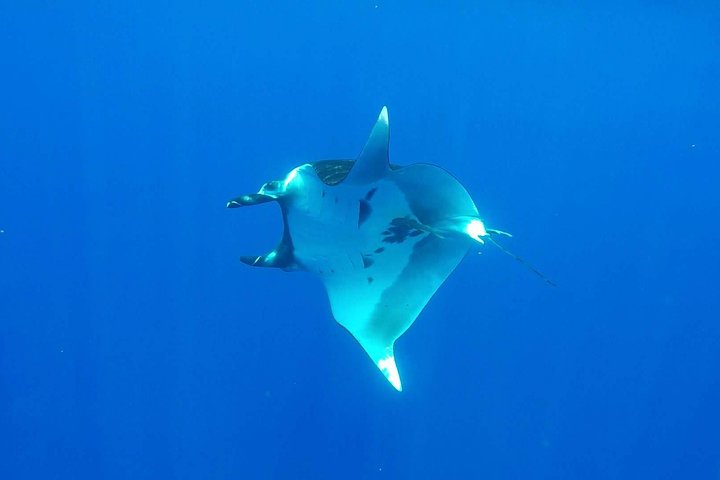 Humpback Whale Tour off Moorea