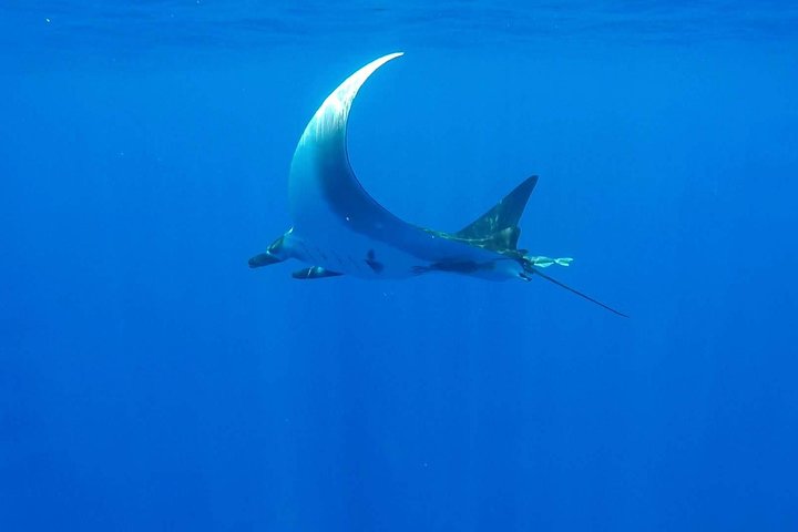 Humpback Whale Tour off Moorea