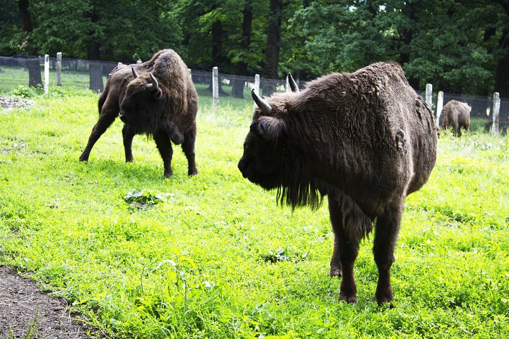 Rural Experience from Iasi - Agapia Monastery and Popa Museum