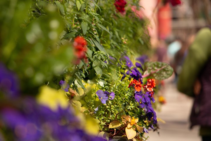 Charleston in a Nutshell Private Tours