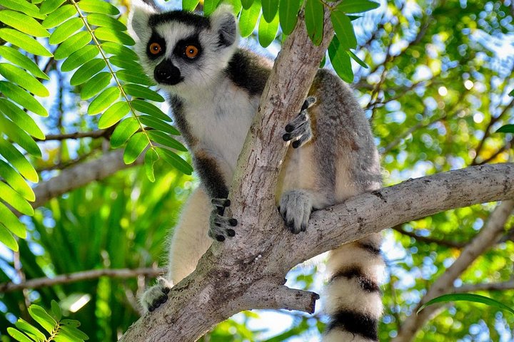 Madagascar Wildlife Tour for 02 days