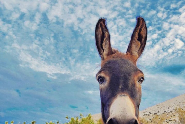 THE DONKEY TRAIL, Muscat- Al Jabal Al Akhdar