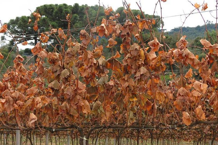 Tour Gran Reserva - Valley of the Vineyards
