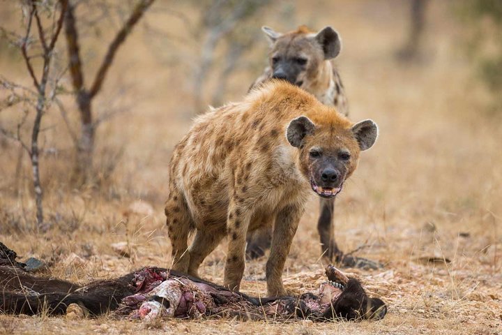 All Inclusive 3 Day Kruger Safari Adventure From Johannesburg